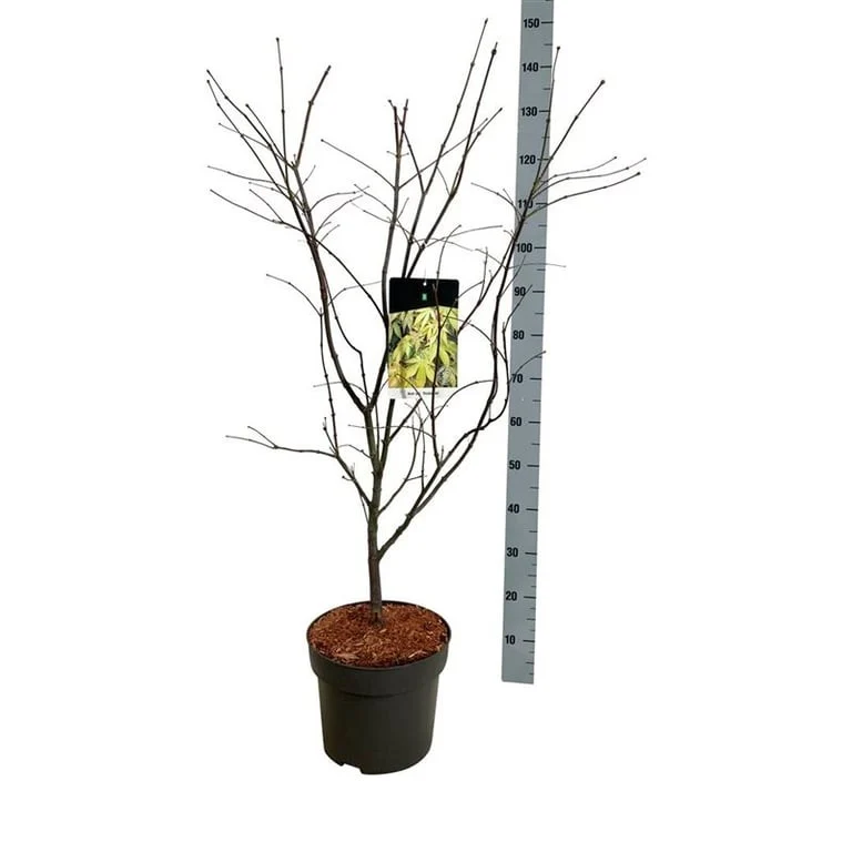 Japansk lönn Acer palmatum 'Osakazuki' C10 (10 liters kruka) 80-100 cm