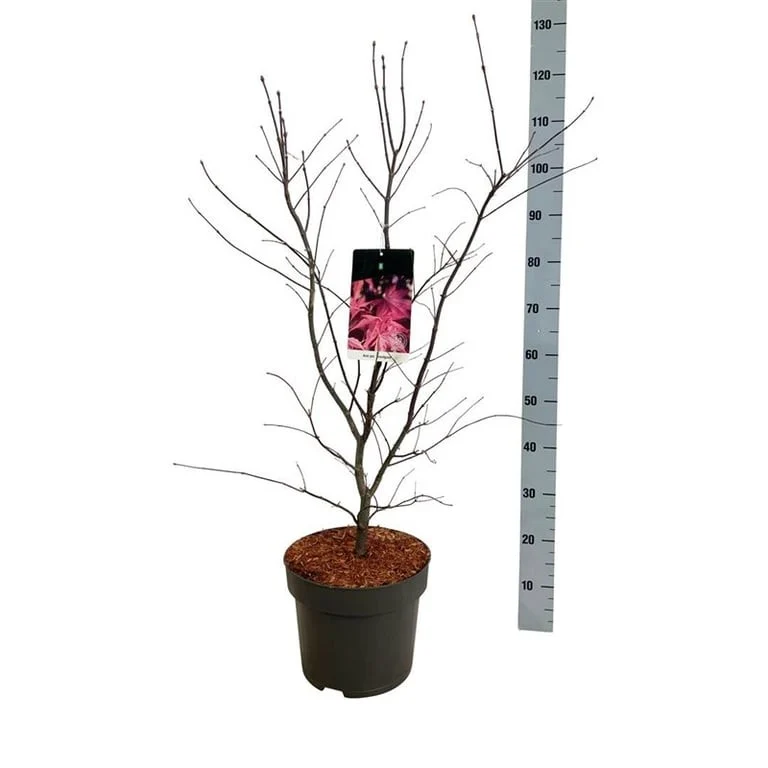 Acer palmatum 'Bloodgood' C10 (10 liters kruka) 80-100 cm