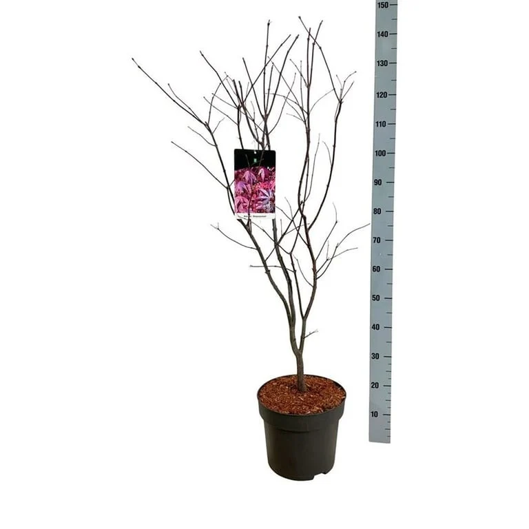 Acer palmatum 'Atropurpureum' C10 (10 liters kruka) 80-100 cm
