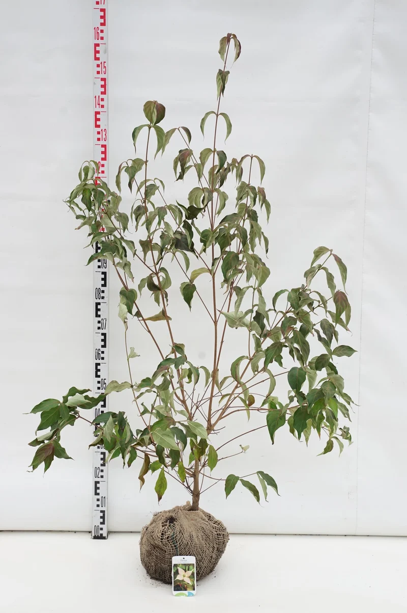 Cornus kousa 'Satomi' 80-100 cm rotklump