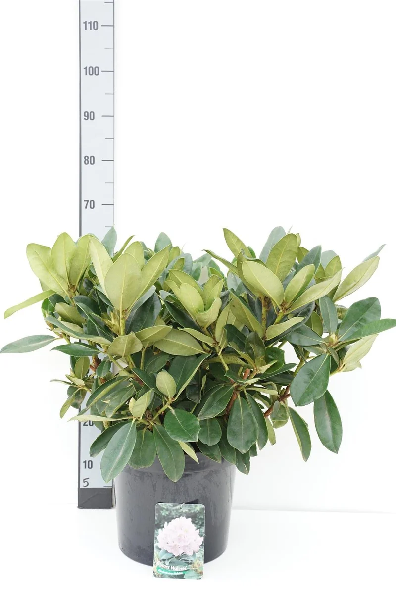 Rhododendron 'Gomer Waterer' C12 (12 liters kruka) 50-60 cm
