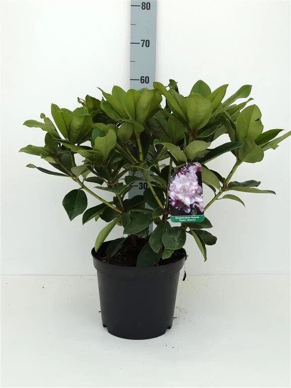 Rhododendron 'Gomer Waterer' C5 (5 liters kruka) 30-40 cm