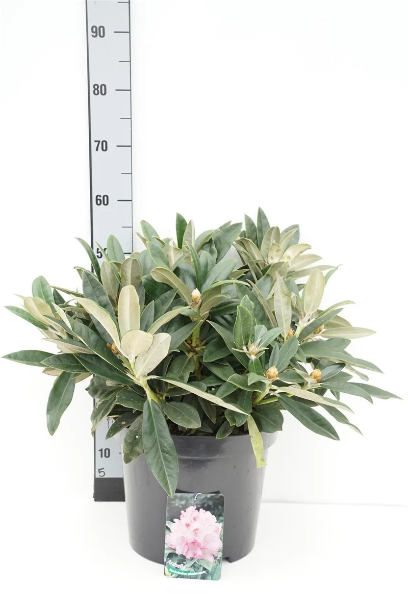 Rhododendron (Y) 'Arabella' C12 (12 liters kruka) 50-60 cm