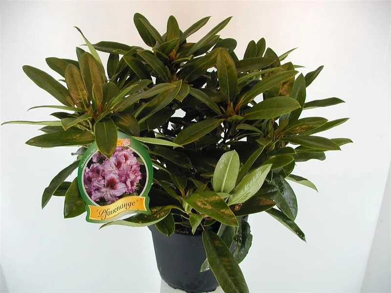 Rhododendron 'Pfauenauge' C5 (5 liters kruka) 30-40 cm
