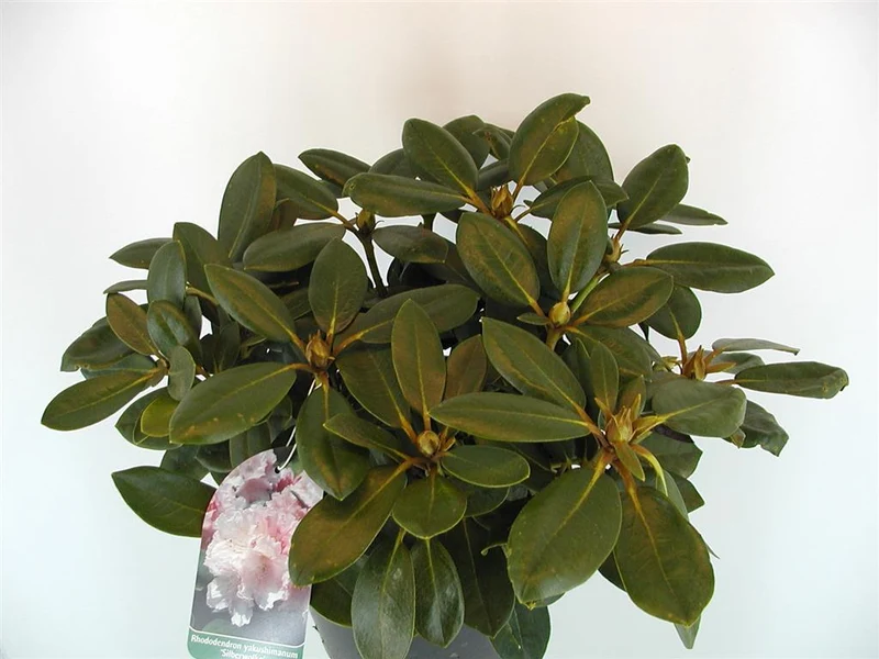 Rhododendron (Y) 'Silberwolke' C5 (5 liters kruka) 30-40 cm