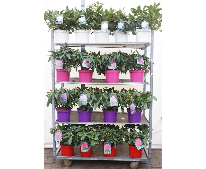 Rhododendron i sorter C5 (5 liters kruka) 30-40 cm - Ton sur ton