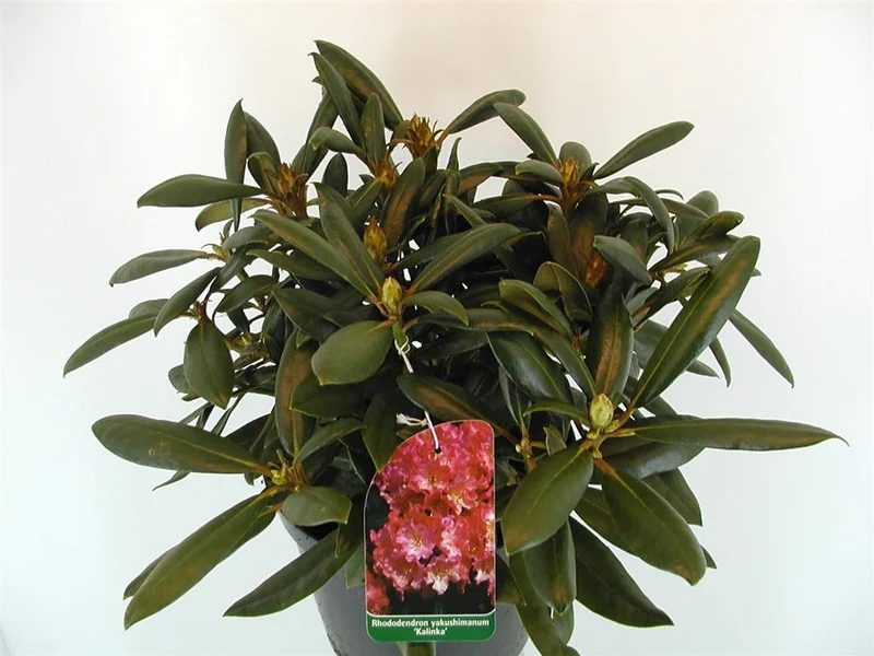 Rhododendron (Y) 'Kalinka' C5 (5 liters kruka) 30-40 cm