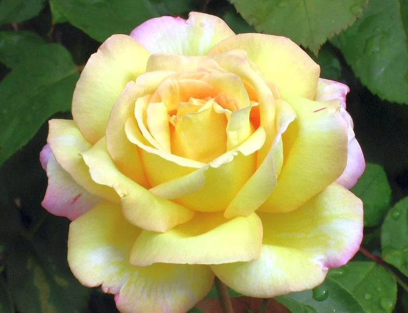 Rosa 'Peace' C3 (3 liters kruka)