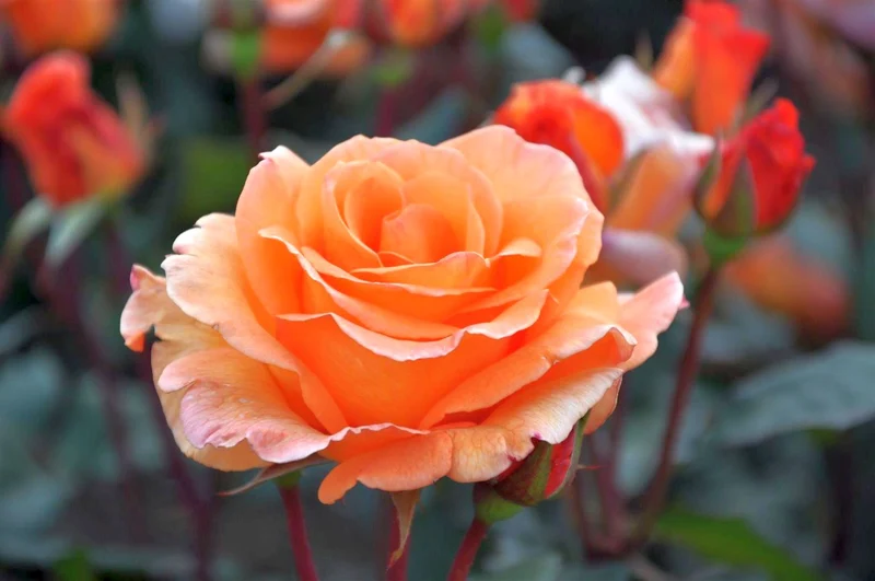 Rosa (T) 'Doris Tysterman' C3 (3 liters kruka) / 19 cm kruka