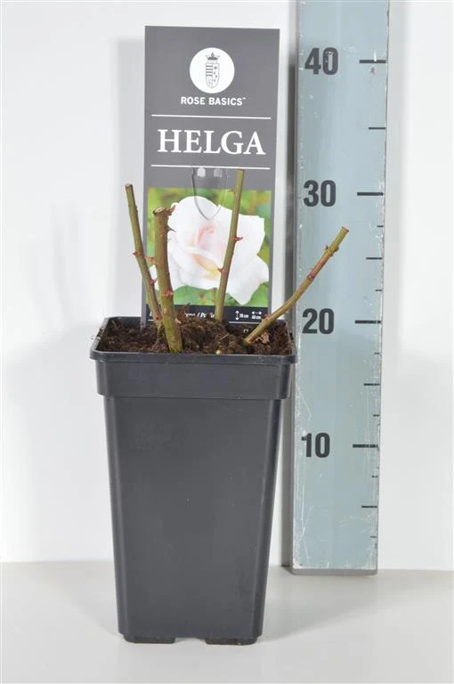 Rosa (F) Helga C3 (3 liters kruka) / 19 cm kruka