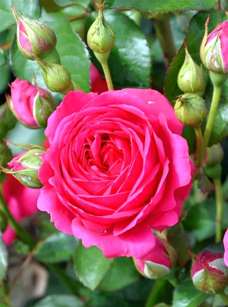 Rosa (F) 'Kimono Fuchsia' C3 (3 liters kruka)
