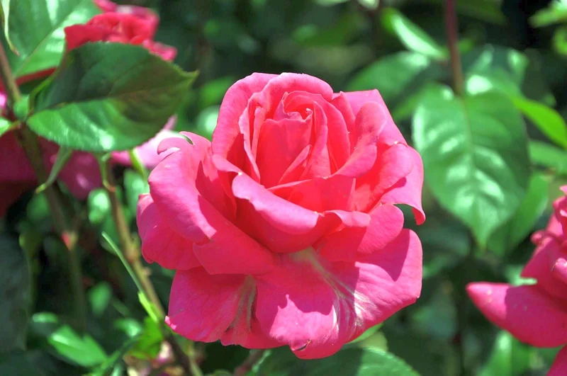 Rosa (T) 'Criterion' C3 (3 liters kruka)