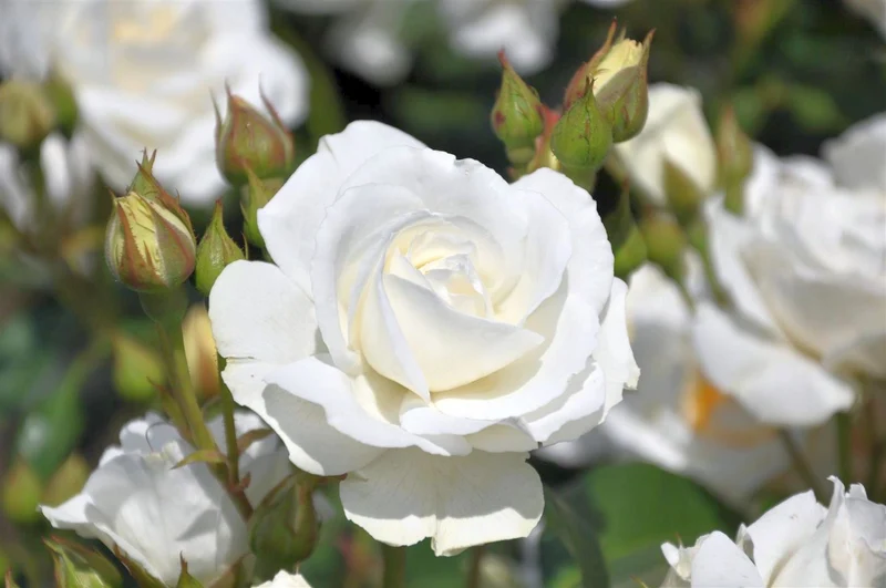 Rosa (F) 'Kristallperle' C3 (3 liters kruka) / 19 cm kruka