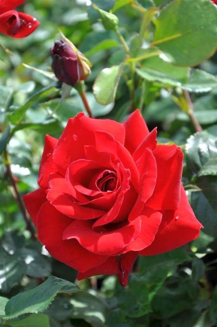 Rosa (T) 'Cygne Noir' C3 (3 liters kruka)