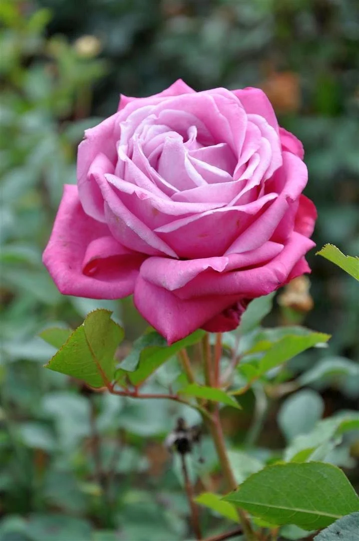 Rosa (T) 'Lila Wunder' - C3 (3 liters kruka)