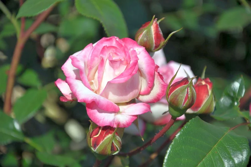 Rosa (F) 'Laminuette' C3 (3 liters kruka)