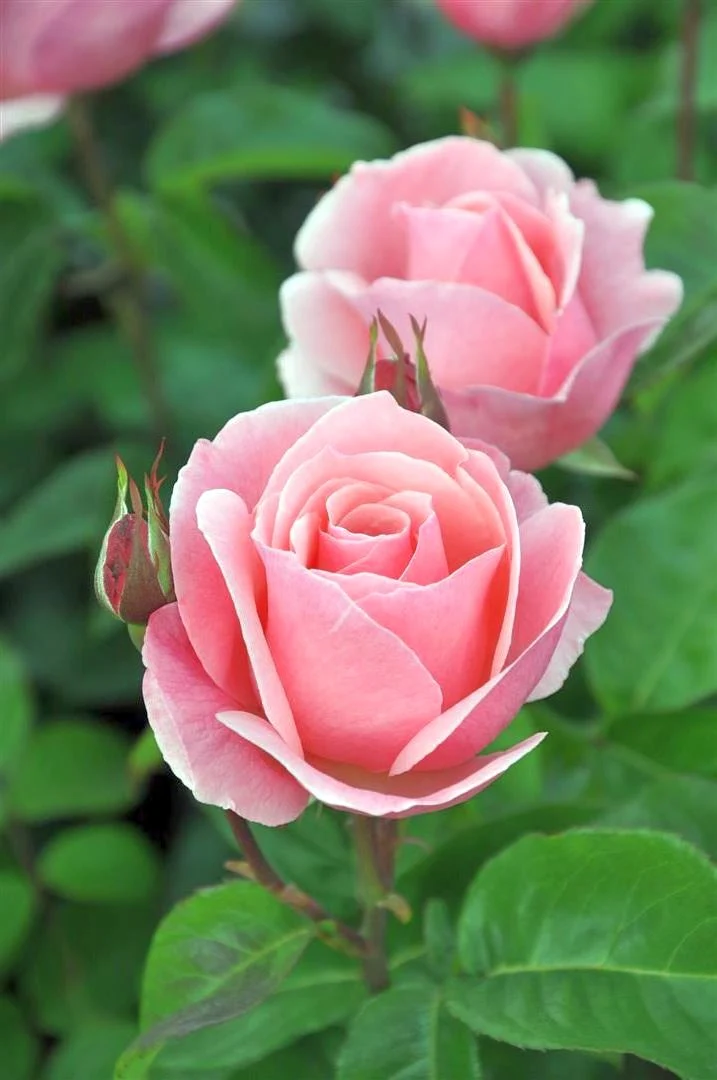 Rosa (T) 'Queen Elizabeth' C3 (3 liters kruka)