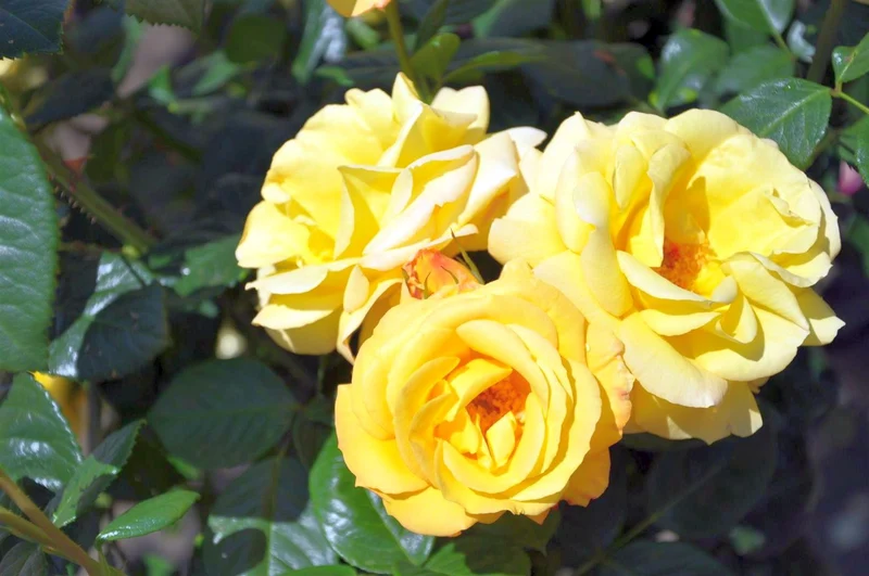 Rosa (F) 'Arthur Bell' C3 (3 liters kruka)