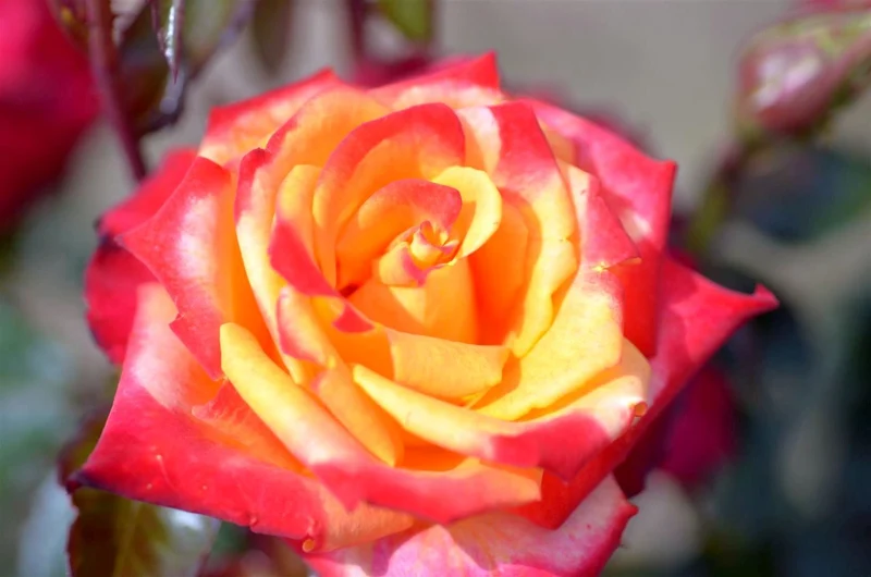 Rosa (T) 'Mein Munchen' C3 (3 liters kruka / 19 cm kruka)