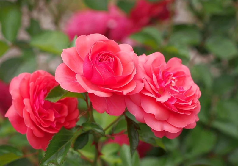 Rosa (F) 'Ville du Roeulx' C3 (3 liters kruka)
