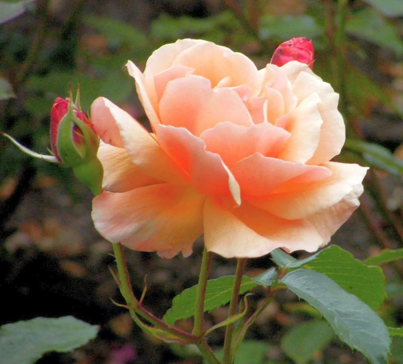 Rosa (F) 'Fragrant Delight' C3 (3 liters kruka)