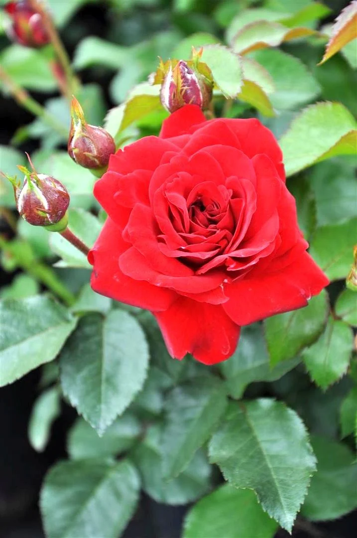 Rosa (F) 'Nina Weibull' C3 (3 liters kruka / 19 cm kruka)