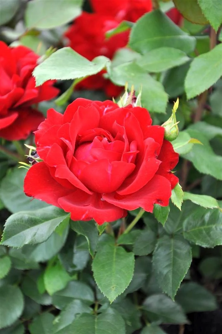Rosa (F) 'Red Wanderer' C3 (3 liters kruka / 19 cm kruka)