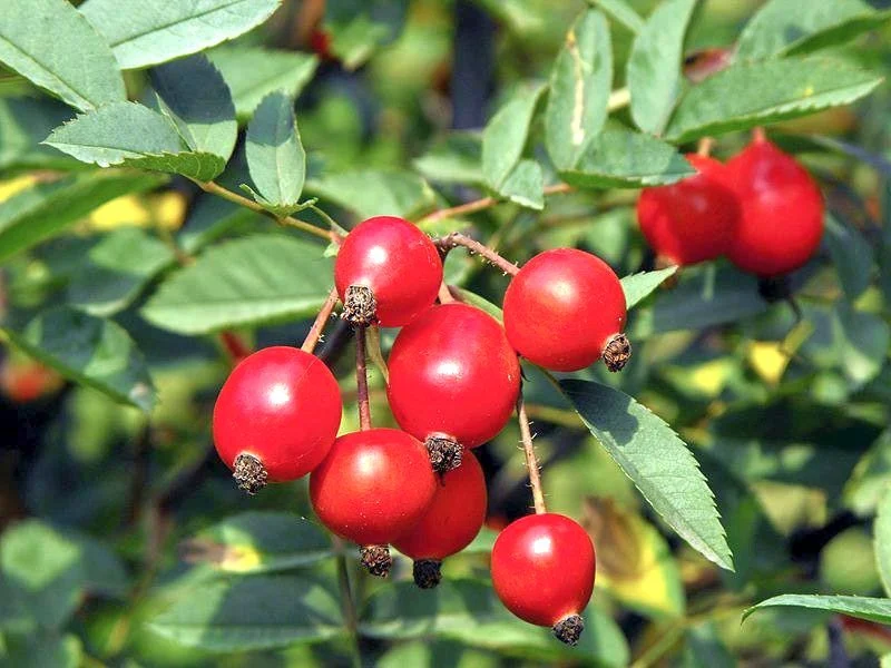 Rosa glauca C3 (3 liters kruka)