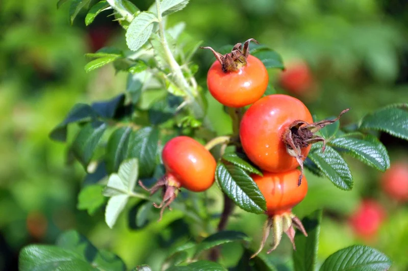 Rosa rugosa 'Alba' C3 (3 liters kruka)