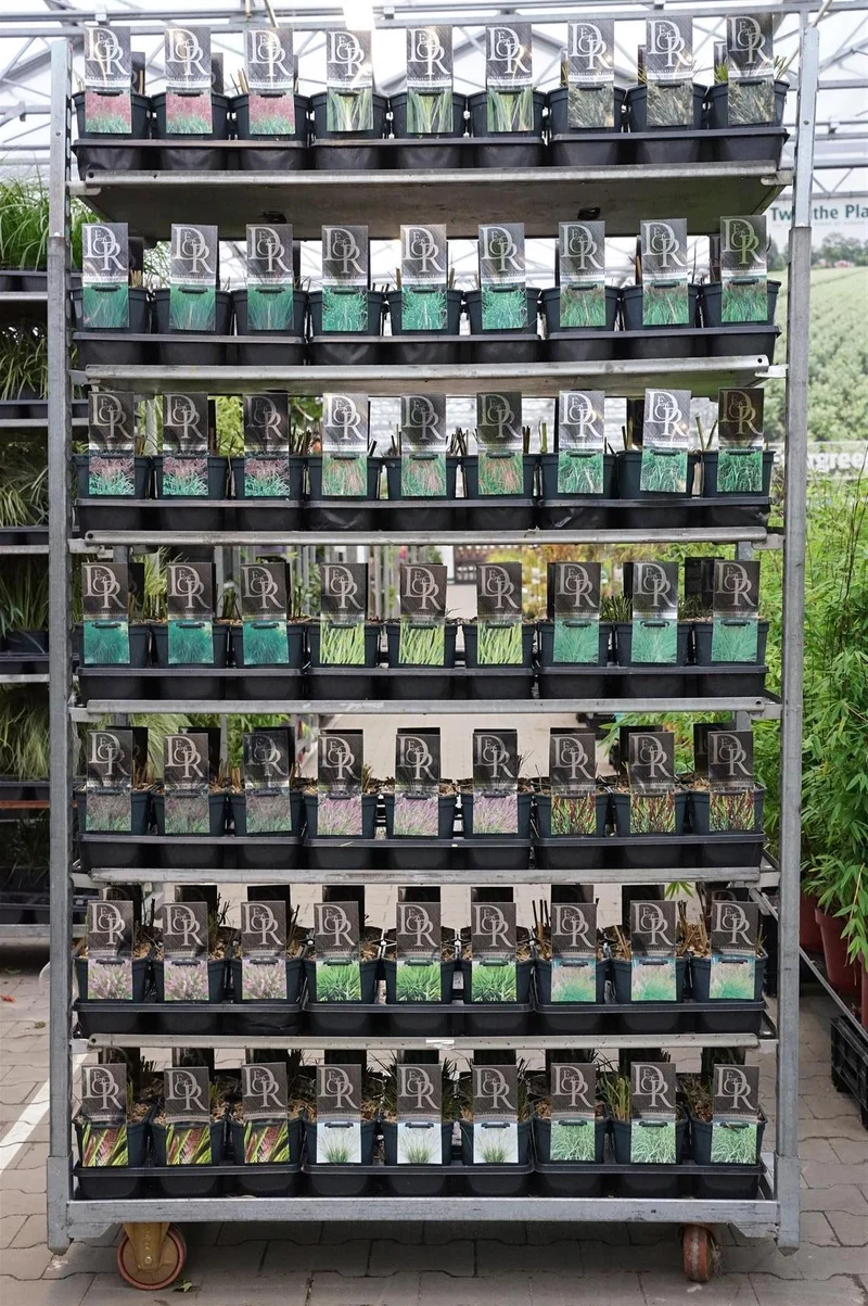 Prydnadsgräs i olika sorter – Exklusiv mix, C2 (2 liters kruka)