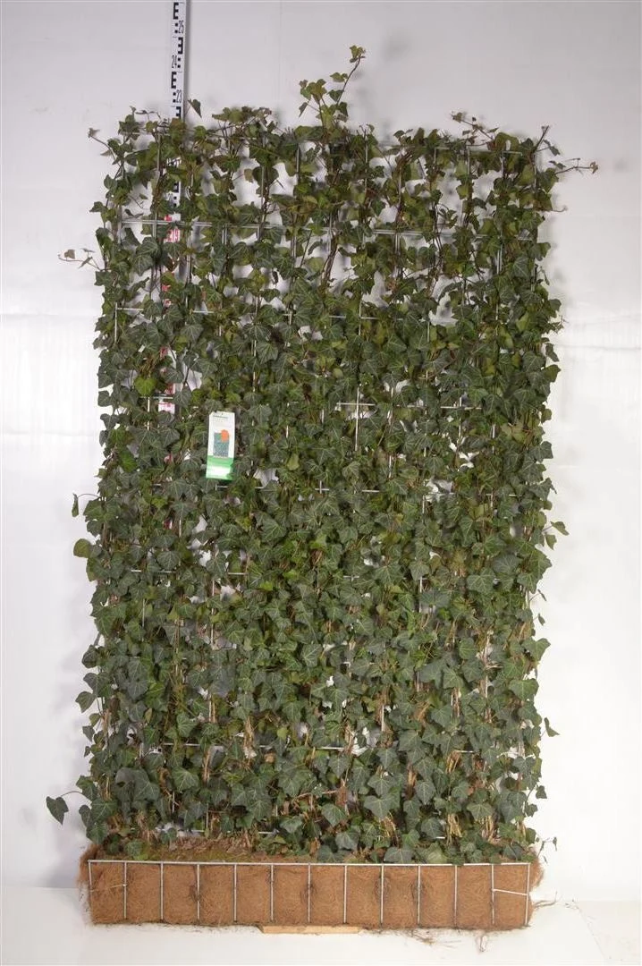 Hedera helix 'Woerner' färdig häck 120x200 cm