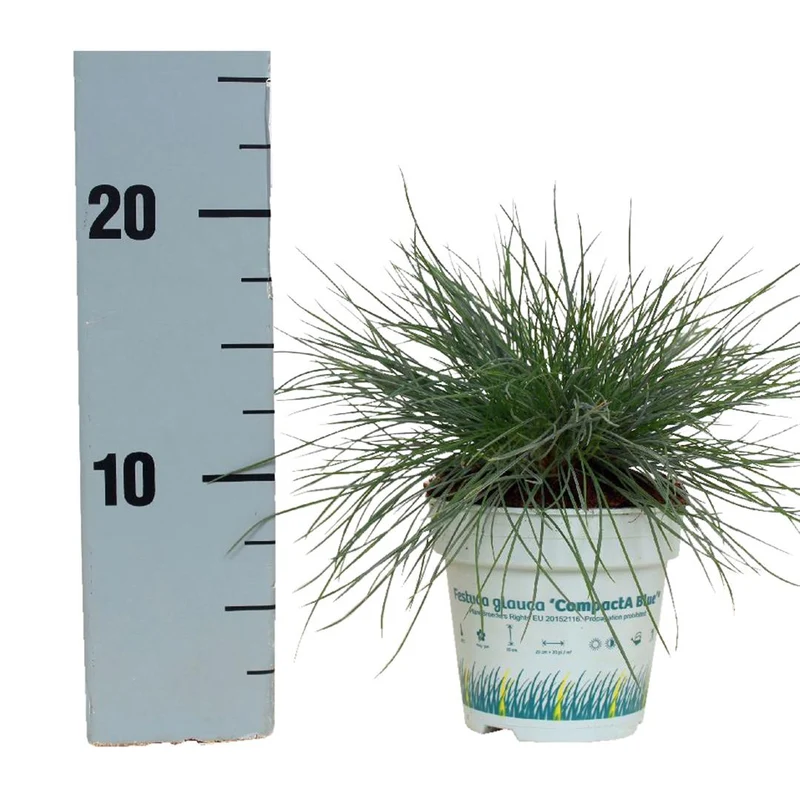 Festuca glauca 'Compacta Blue' 10,5 cm kruka