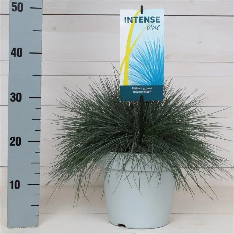 Festuca glauca 'Intense Blue' C5 (5 liters kruka) 30+ cm