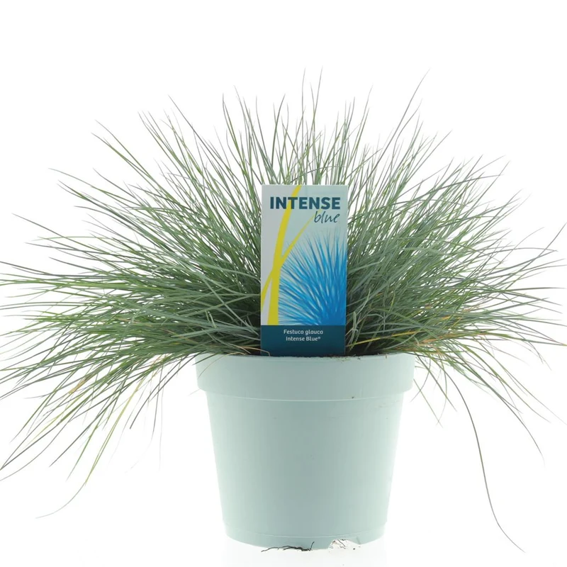 Festuca glauca 'Intense Blue' C2 (2 liters kruka) 25+ cm