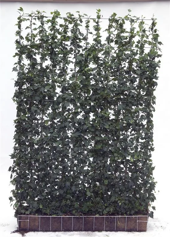 Hedera helix 'Green Ripple' - Färdig häck 120x180 cm