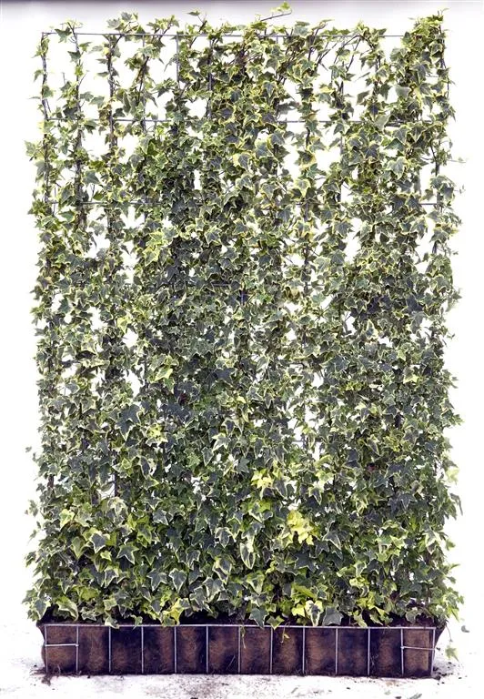 Hedera helix 'Goldchild' färdig häck 120x180 cm