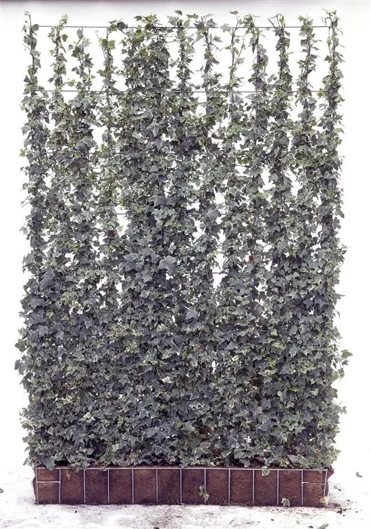 Hedera helix 'Glacier' - Färdig häck 120x180 cm