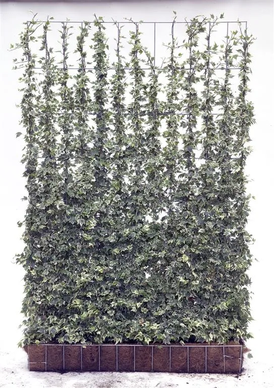 Hedera helix 'White Ripple' - Färdig häck 120x180 cm