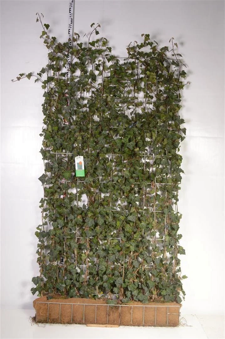 Hedera helix 'Woerner' Färdig häck 120x220 cm