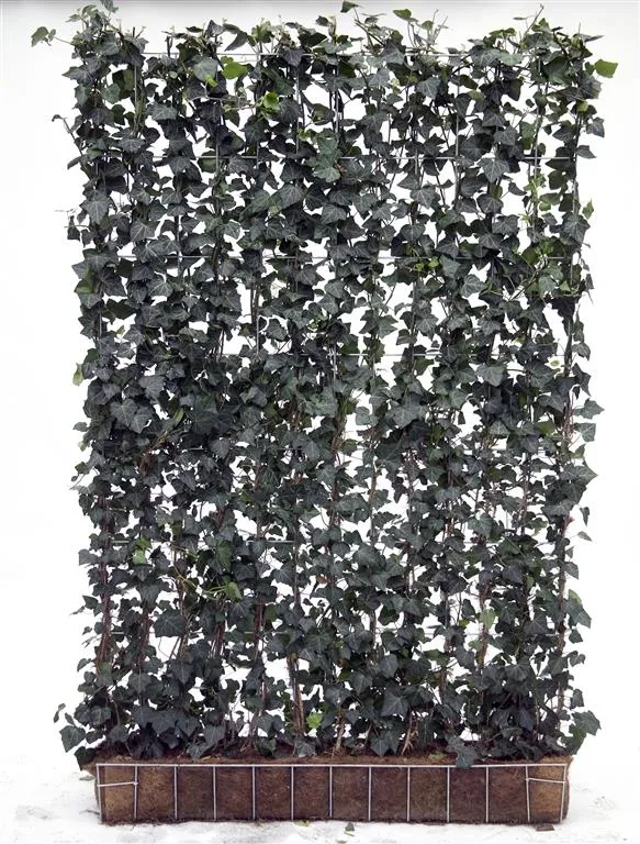 Hedera helix 'Woerner' Färdighäck 120x180 cm
