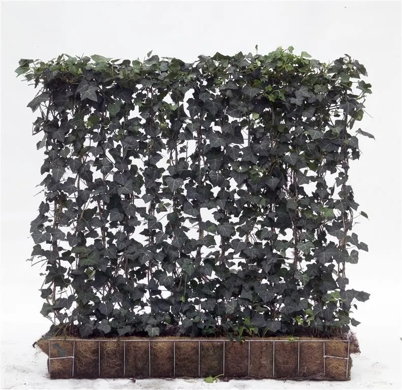 Hedera helix 'Woerner' Färdig häck 120x100 cm