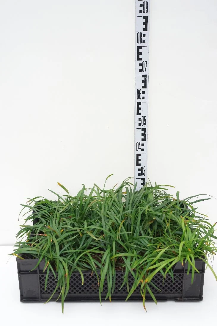 Liriope muscari 'Big Blue' 9 cm kruka