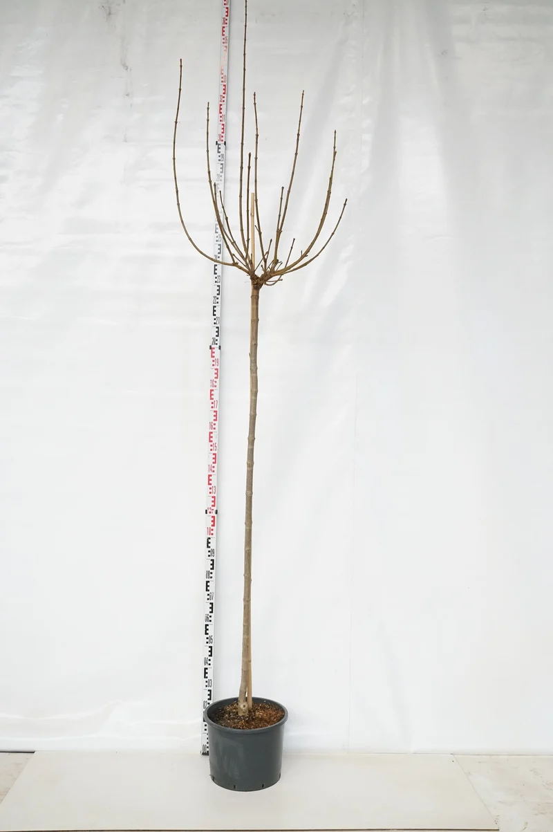 Acer plat. 'Globosum' Stam 180 cm 8-10 cm C25 (25 liters kruka)