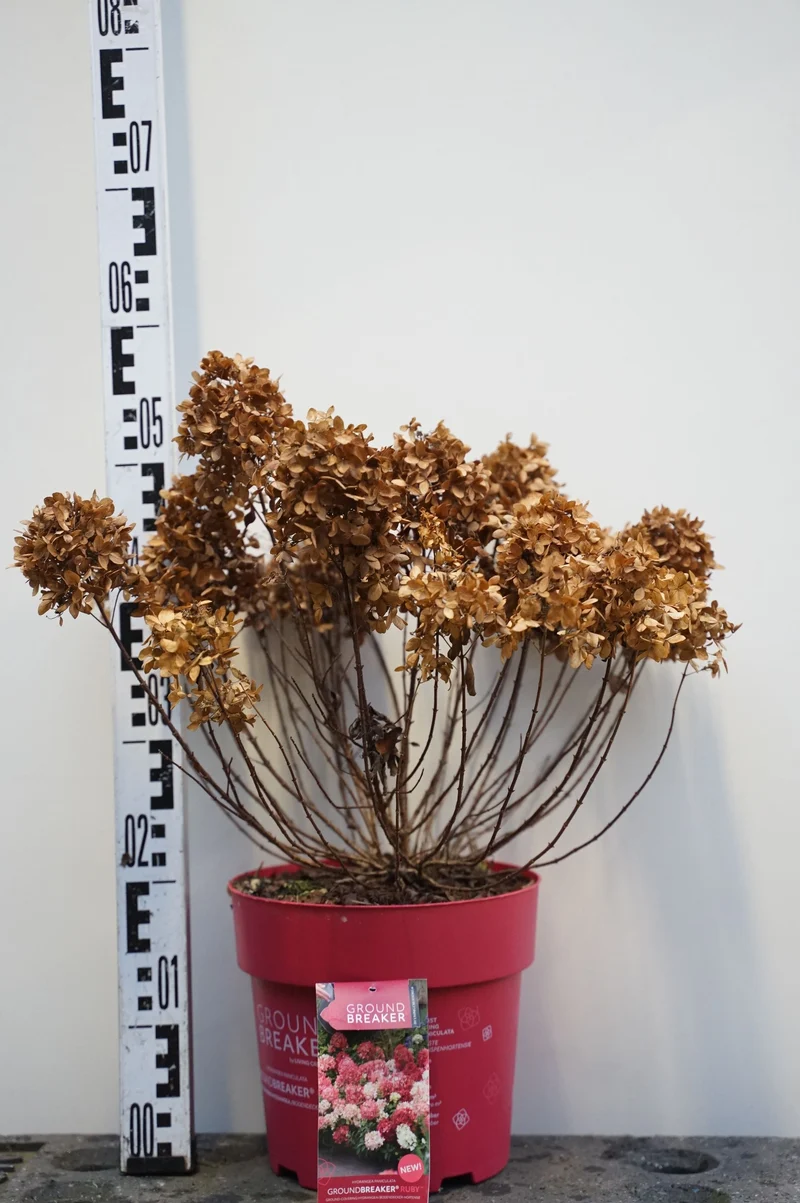 Hydrangea pan. 'Groundbreaker'® Ruby C3 (3 liters kruka / 19 cm kruka)