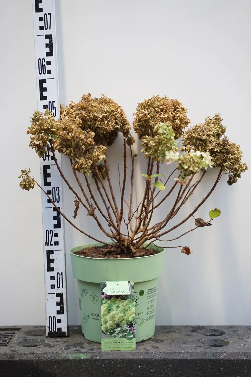 Hydrangea pan. 'Groundbreaker'® Greeny C3 (3 liters kruka)