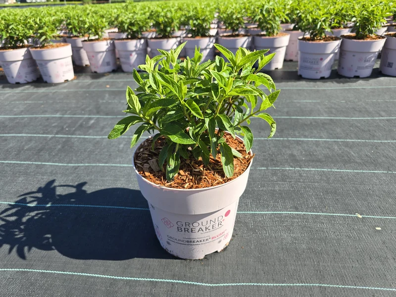 Hydrangea pan. 'Groundbreaker'® Blush C3 (3 liters kruka)