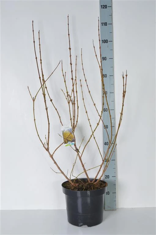 Forsythia int. 'Spectabilis' C7,5 (7,5 liters kruka) 60-80 cm