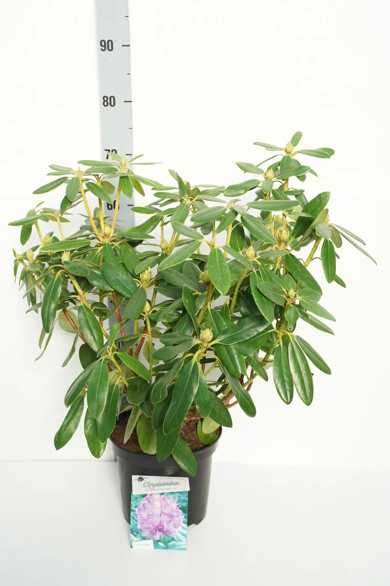 Rhododendron 'Catawb. Grandiflorum' C5 (5 liters kruka) 30-40 cm