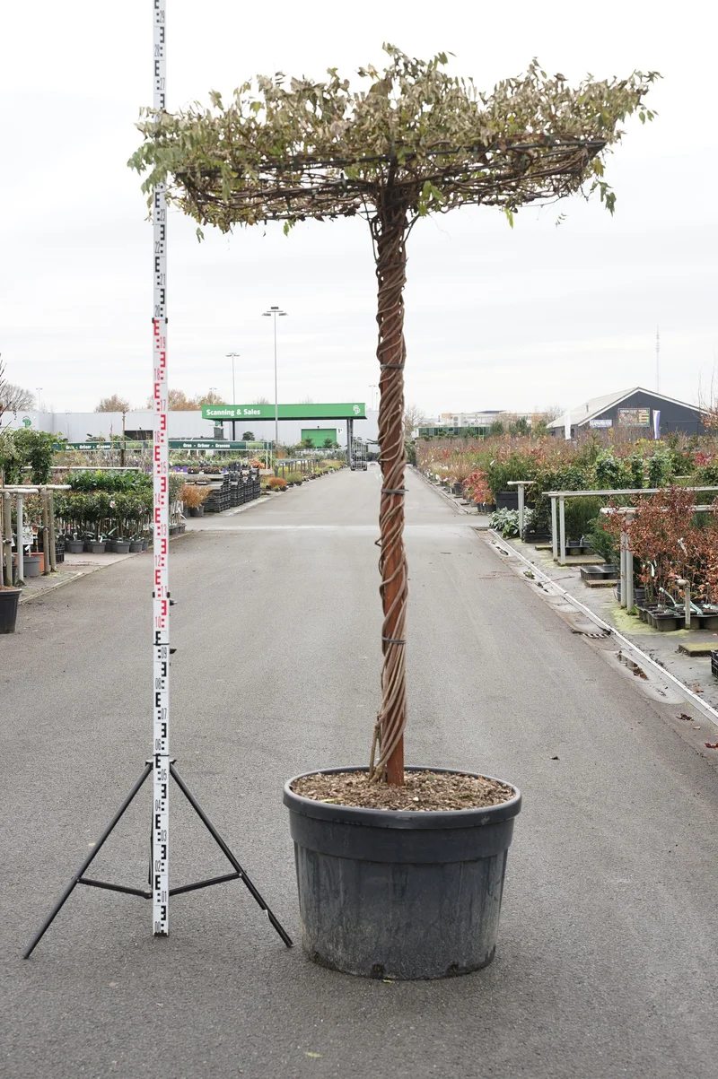 Wisteria flor. macrobotrys C180 (180 liters kruka) Takformad