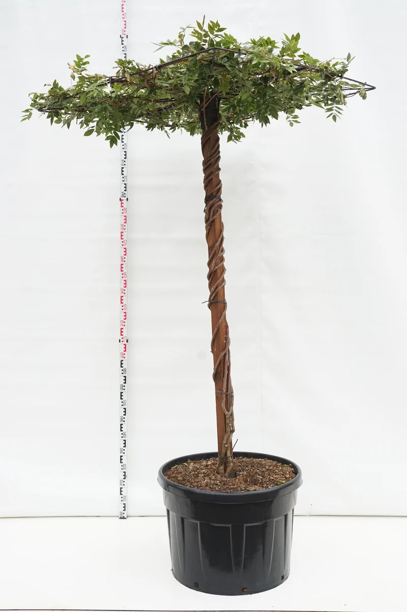 Wisteria brach. 'Yokohama Fuji' C180 (180 liters kruka) takform